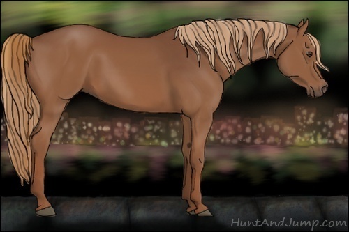 Horse Color:Unknown 