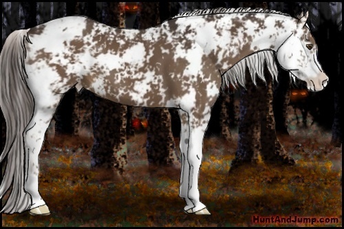 Horse Color:Liver Chestnut Sabino