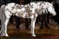 Horse Color:Liver Chestnut Sabino