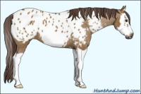 Horse Color:Gray Red Dun Splash Frame Appaloosa 