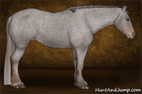 Horse Color:Liver Chestnut Appaloosa 