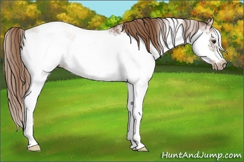 Horse Color:Chestnut Ice Sabino Frame 