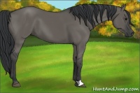 Horse Color:Grullo 
