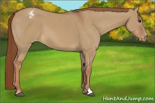 Horse Color:Red Dun Appaloosa 