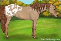 Horse Color:Red Dun Appaloosa 