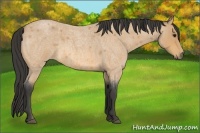 Horse Color:Buckskin Roan 
