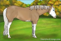 Horse Color:Palomino Splash