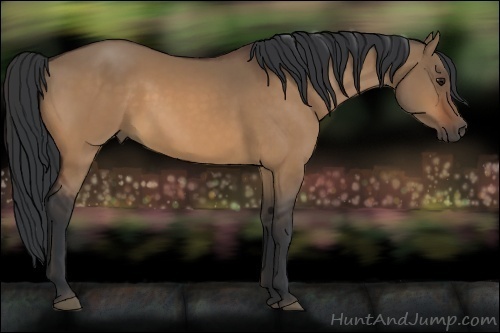 Horse Color:Bay Dun 
