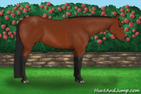 Horse Color:Gray Bay 