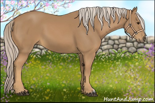 Horse Color:Palomino