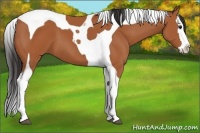 Horse Color:Bay Splash Tobiano 