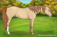 Horse Color:Gold Champagne Dun 