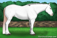 Horse Color:Brown Appaloosa 