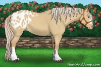 Horse Color:Palomino Dun Appaloosa 