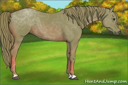 Horse Color:Watercolor Chestnut 