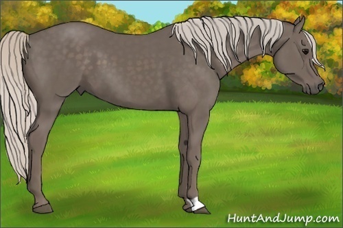 Horse Color:Silver Black 