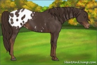 Horse Color:Liver Chestnut Appaloosa 
