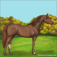 Horse Color:Chestnut Rabicano 