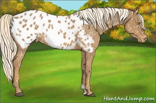 Horse Color:Palomino Appaloosa 