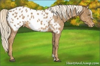 Horse Color:Palomino Appaloosa 