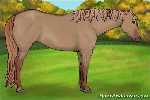 Horse Color:Red Dun