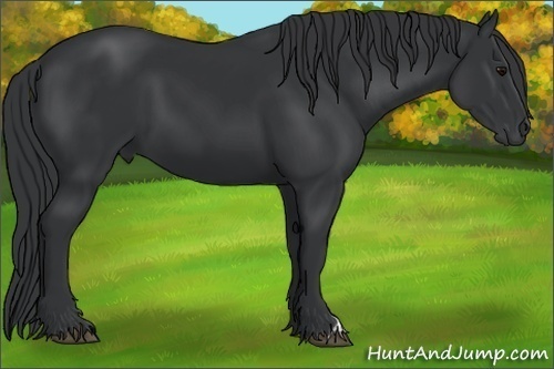 Horse Color:Black 