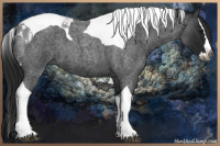 Horse Color:Gray Blue Roan Splash Tobiano 