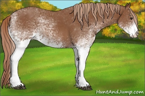 Horse Color:White Spotted Chestnut Rabicano 