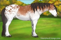 Horse Color:White Spotted Bay Appaloosa Rabicano
