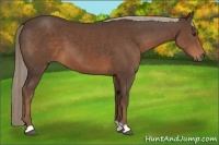 Horse Color:Liver Chestnut 