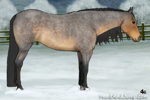 Horse Color:Buckskin Roan