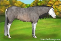 Horse Color:Brown Roan Splash 