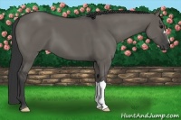 Horse Color:Grullo