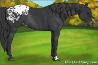 Horse Color:Black Appaloosa Rabicano 