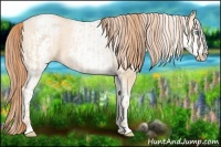 Horse Color:Buckskin Roan Pearl and White Spotted Buckskin Pearl