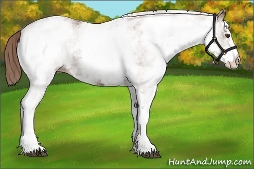 Horse Color:White Spotted Chestnut