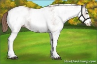Horse Color:White Spotted Chestnut 