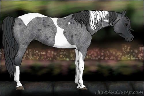 Horse Color:Blue Roan Tobiano