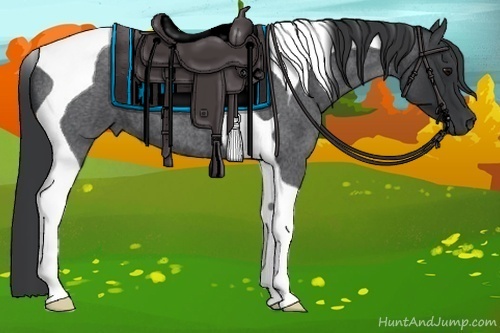Horse Color:Blue Roan Tobiano