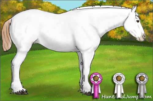Horse Color:Chestnut Appaloosa