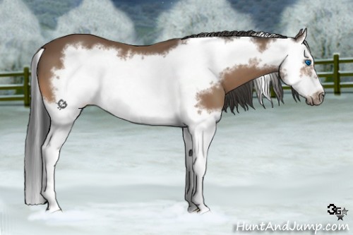 Horse Color:Buckskin Splash Frame 