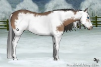 Horse Color:Buckskin Splash Frame 