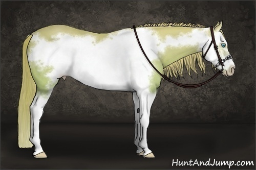 Horse Color:Perlino Splash Frame