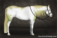 Horse Color:Perlino Splash Frame