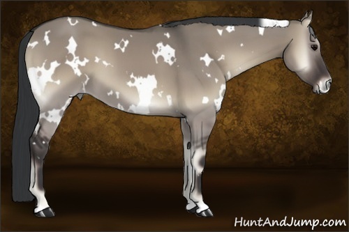 Horse Color:White Spotted Grullo Onyx 
