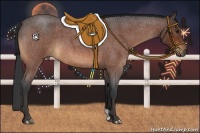 Horse Color:Bay Roan 