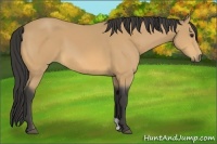 Horse Color:Buckskin 
