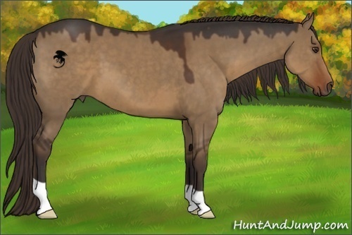 Horse Color:Liver Red Dun
