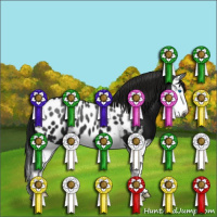 Horse Color:Gray Black Splash Appaloosa 