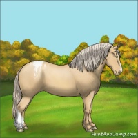 Horse Color:Gold Cream Champagne Appaloosa 
